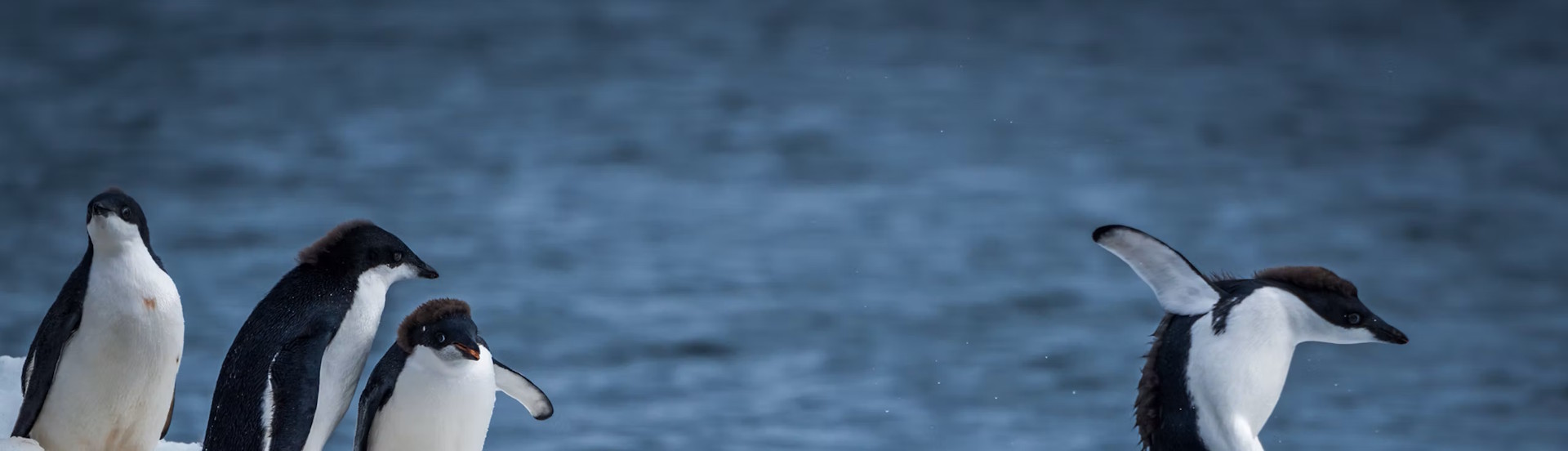 <p>Transforming Wildlife Health Surveillance<br />
to Protect Our Future</p>
