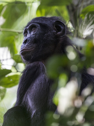 Why Wildlife health Surveillance matters?